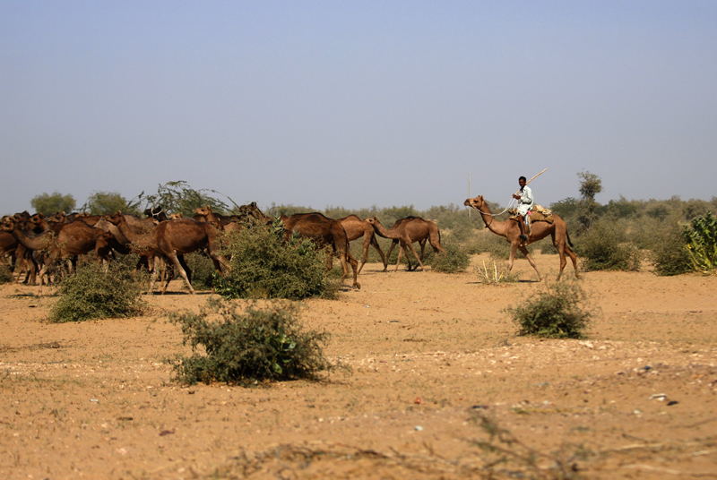 A Journey Through Time and Majesty – Rajasthan, India
